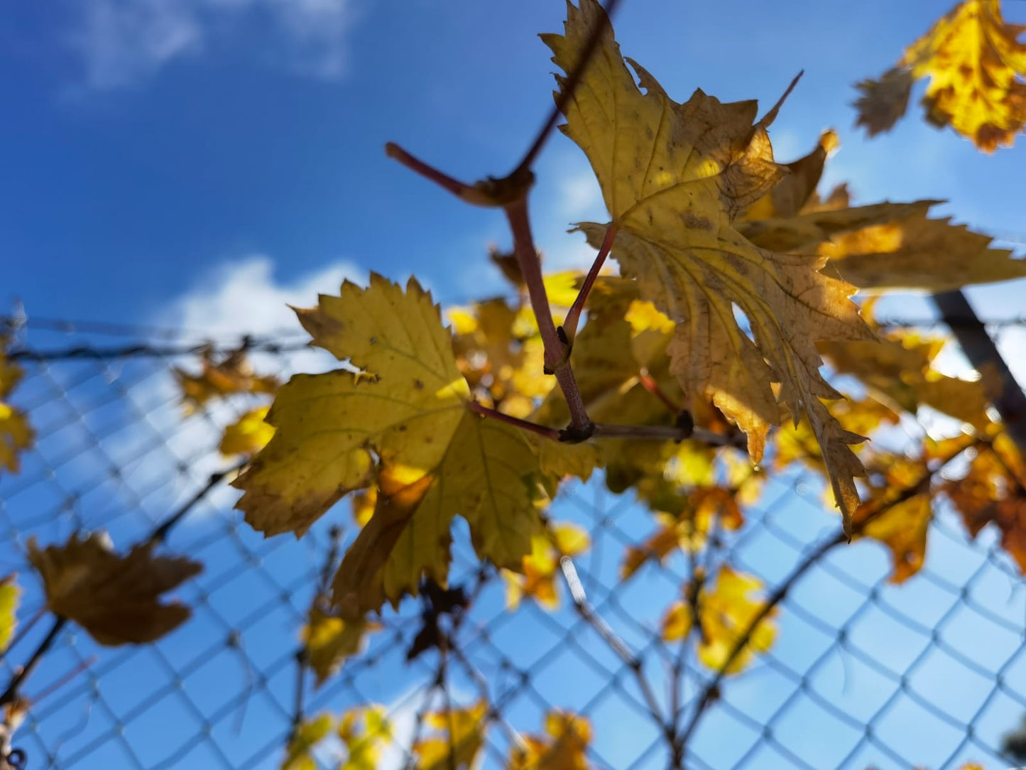 Klimawandel und Wein - Spanien bereitet sich vor.